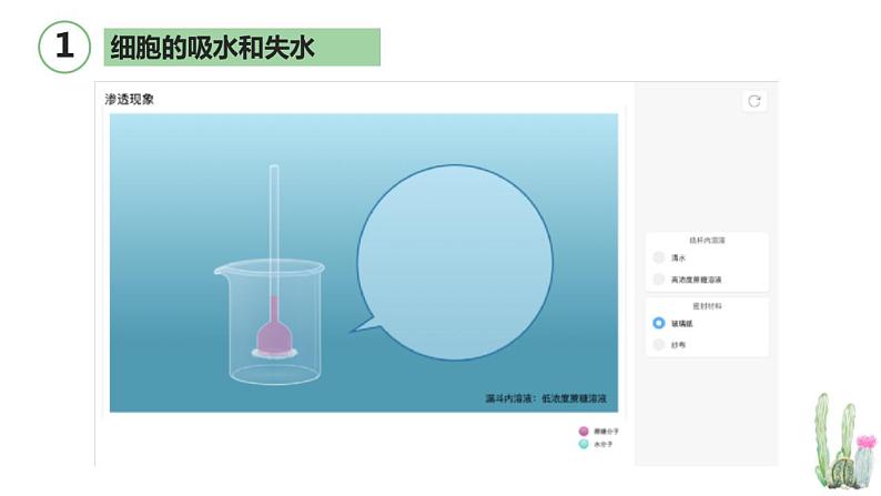 高考生物一轮复习精品课件专题2.3 物质跨膜运输的方式和实例（含解析）第5页