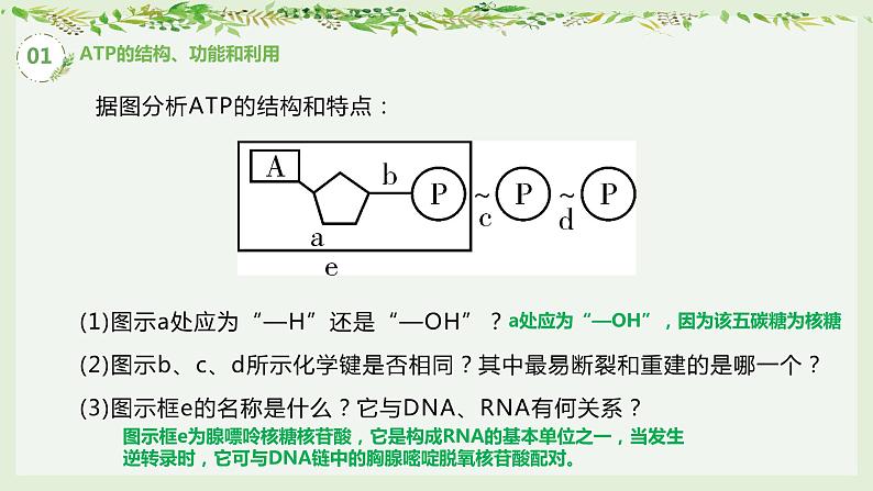 高考生物一轮复习精品课件专题3.2 ATP与细胞呼吸（含解析）第8页