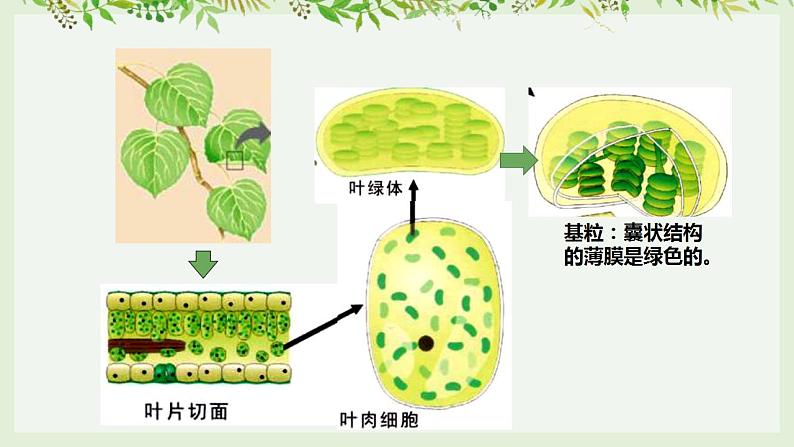 高考生物一轮复习精品课件专题3.3 能量之源 光与光合作用（含解析）第8页