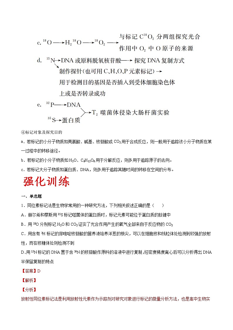 专题03 同位素标记法在实验中的应用-备战高考生物实验专项突破(解析版）24第2页