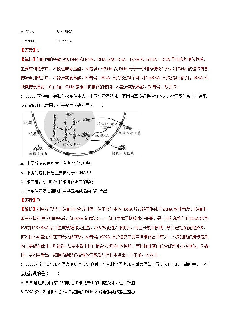 专题04 遗传的分子基础-十年（2011-2020）高考真题生物分项详解（含解析）03