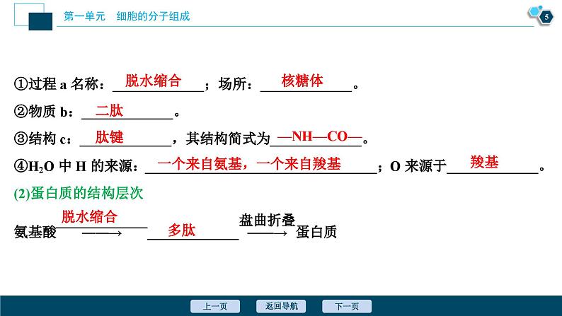 高考生物一轮复习课件第1单元　第3讲　生命活动的主要承担者 蛋白质 (含解析)第6页