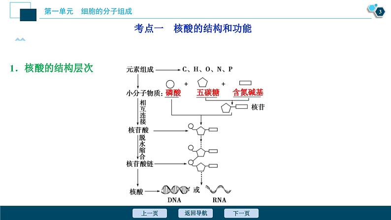 高考生物一轮复习课件第1单元　第4讲　核酸、糖类与脂质 (含解析)04