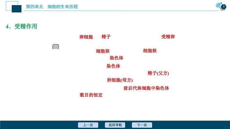 高考生物一轮复习课件第4单元　第12讲　减数分裂和受精作用 (含解析)08