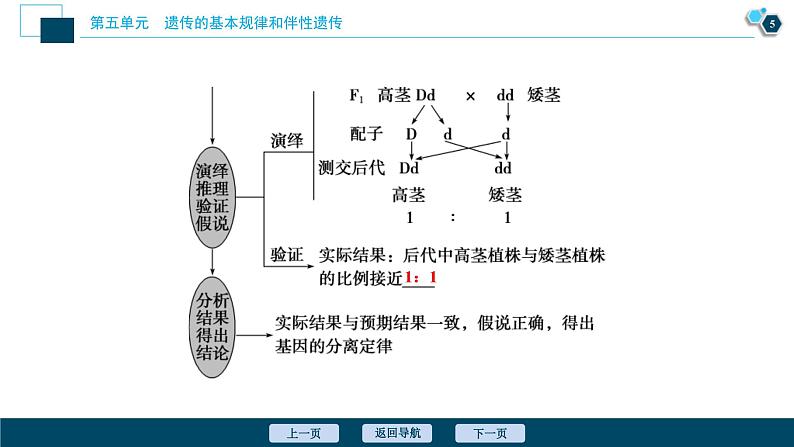 高考生物一轮复习课件第5单元　第14讲　基因的分离定律 (含解析)第6页