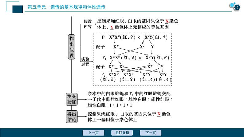 高考生物一轮复习课件第5单元　第16讲　伴性遗传及人类遗传病 (含解析)第7页