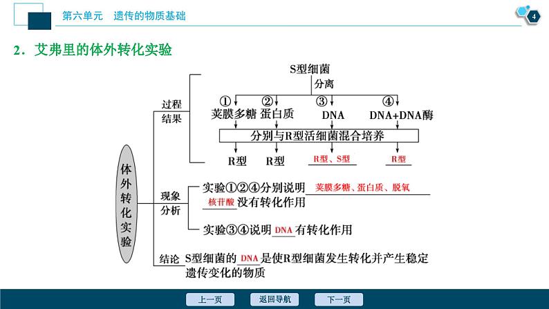 高考生物一轮复习课件第6单元　第17讲　DNA是主要的遗传物质 (含解析)第5页