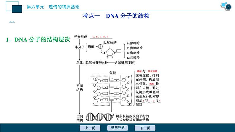 高考生物一轮复习课件第6单元　第18讲　DNA分子的结构、复制及基因的本质 (含解析)04