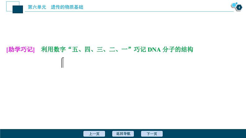 高考生物一轮复习课件第6单元　第18讲　DNA分子的结构、复制及基因的本质 (含解析)05