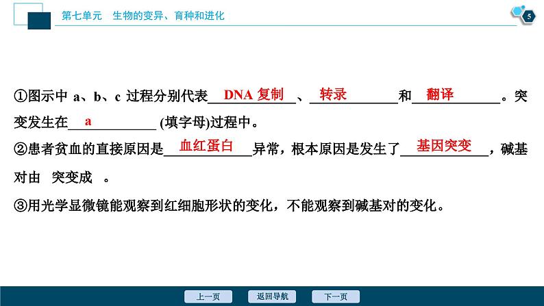 高考生物一轮复习课件第7单元　第20讲　基因突变和基因重组 (含解析)06