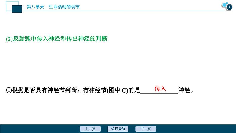 高考生物一轮复习课件第8单元　第24讲　通过神经系统的调节 (含解析)第8页