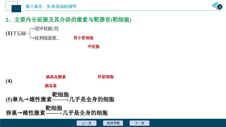 高考生物一轮复习课件第8单元　第25讲　激素调节、神经调节与体液调节的关系 (含解析)05