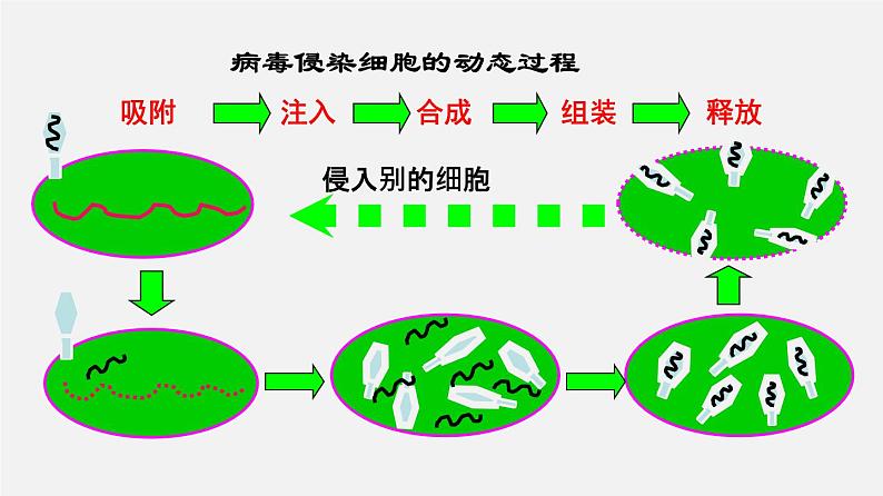 高考生物二轮复习课件专题01 细胞的分子组成第4页