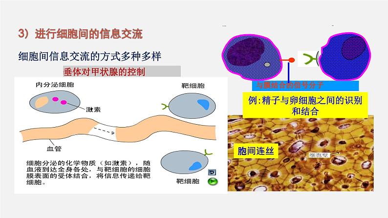 高考生物二轮复习课件专题02 细胞的结构和功能06