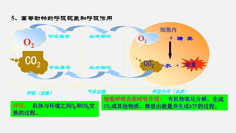 高考生物二轮复习课件专题06 光合作用和细胞呼吸第7页