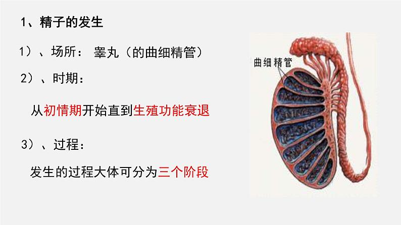 高考生物二轮复习课件专题24 胚胎工程第5页