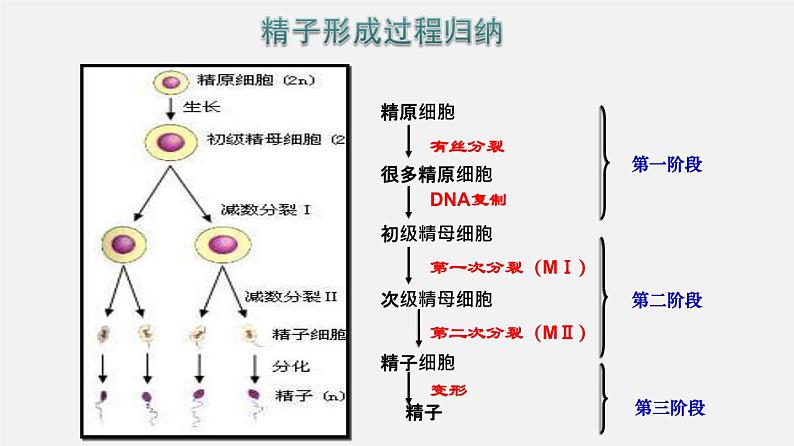 高考生物二轮复习课件专题24 胚胎工程第6页