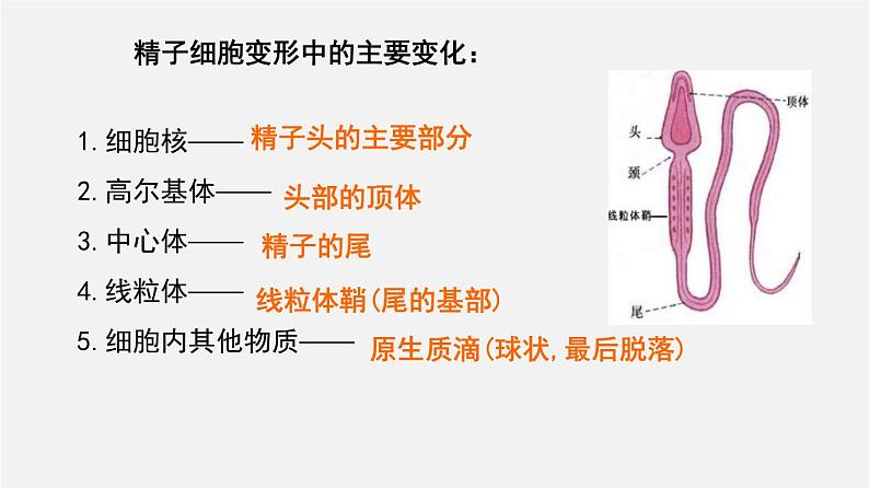 高考生物二轮复习课件专题24 胚胎工程第7页