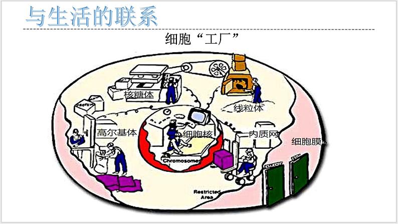 人教版2019必修一高中生物学3.2《细胞器之间的分工合作》课件+同步分层练习03