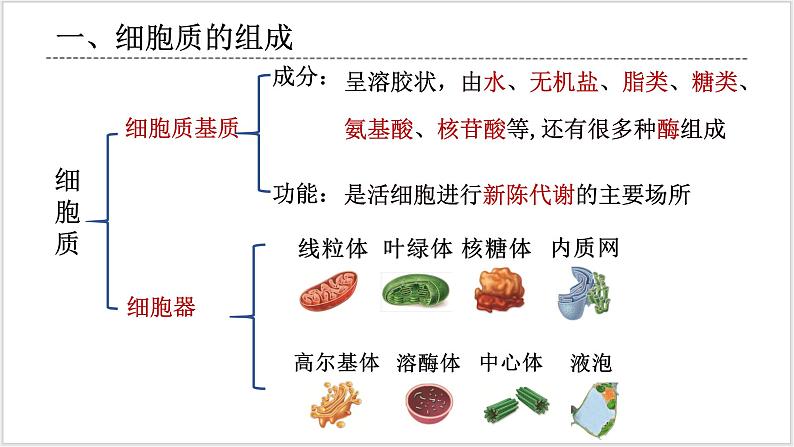 人教版2019必修一高中生物学3.2《细胞器之间的分工合作》课件+同步分层练习04