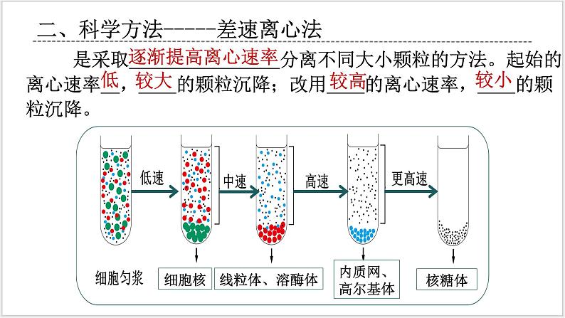 人教版2019必修一高中生物学3.2《细胞器之间的分工合作》课件+同步分层练习05