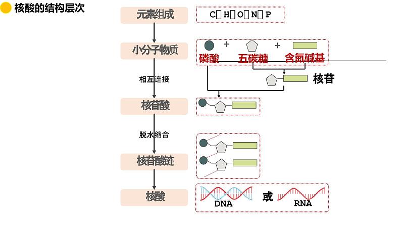 2.5 核酸是遗传信息的携带者  课件 2024届高三生物（人教版2019）一轮复习第3页