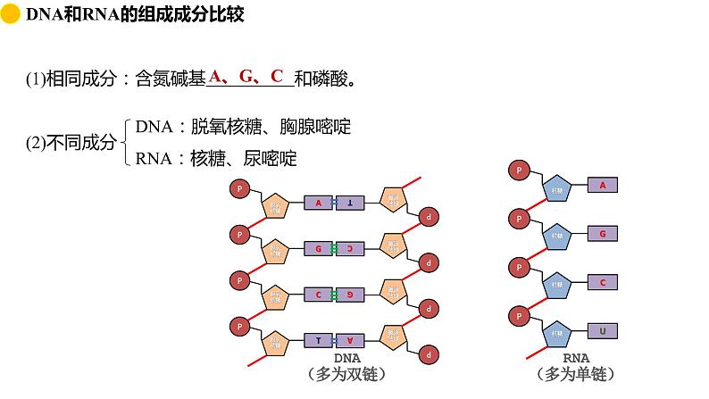 2.5 核酸是遗传信息的携带者  课件 2024届高三生物（人教版2019）一轮复习第4页