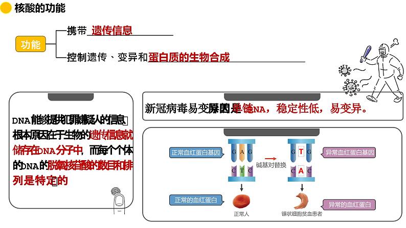 2.5 核酸是遗传信息的携带者  课件 2024届高三生物（人教版2019）一轮复习第5页