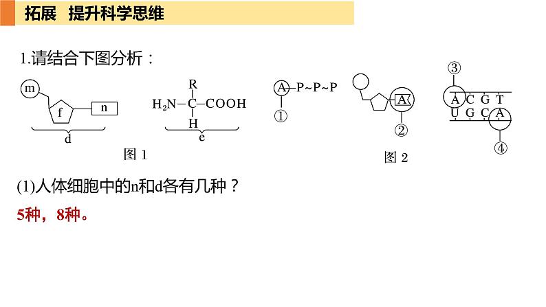 2.5 核酸是遗传信息的携带者  课件 2024届高三生物（人教版2019）一轮复习第8页