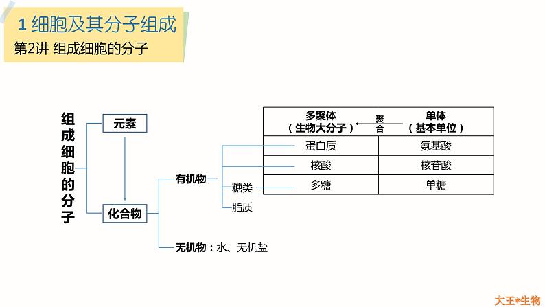 2024届高三生物一轮复习课件组成细胞的分子（纯知识）01