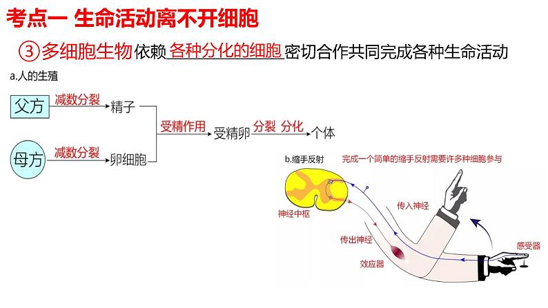 2023届高三生物一轮复习课件 第1讲 走近细胞05