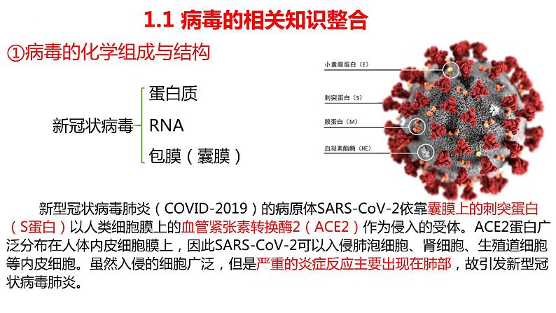 2023届高三生物一轮复习课件 第1讲 走近细胞08