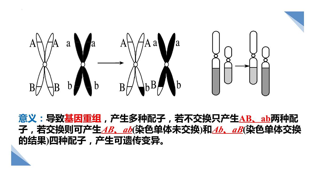2024届高三生物一轮复习课件第四单元减数分裂和受精作用第5页