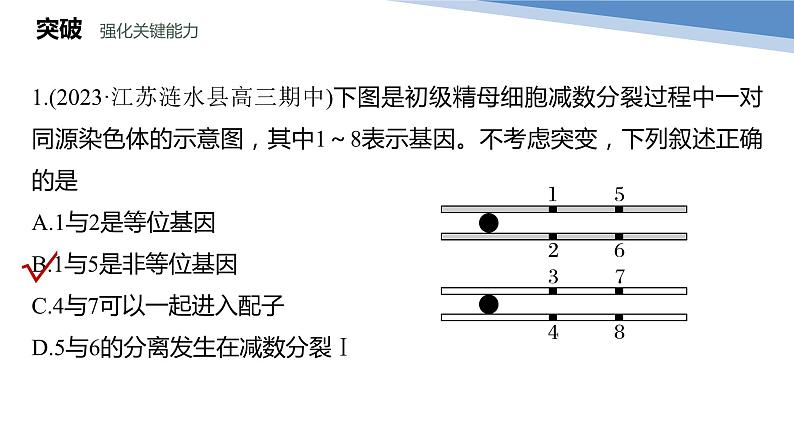 2024届高三生物一轮复习课件第四单元减数分裂和受精作用06