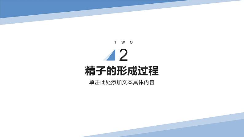 2024届高三生物一轮复习课件第四单元减数分裂和受精作用08