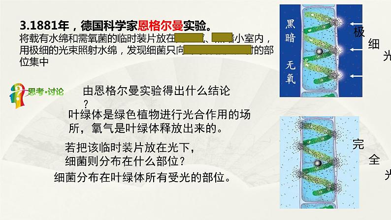 2024届高三一轮复习生物：光合作用的过程课件第4页