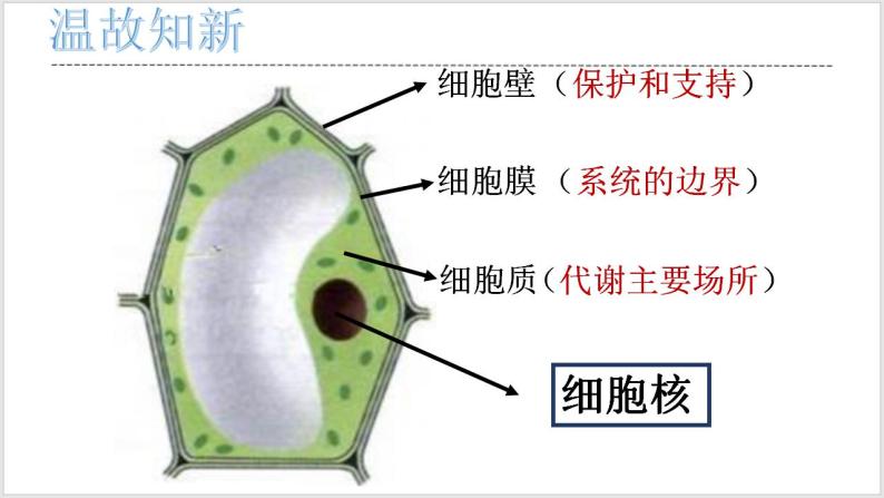 人教版2019必修一高中生物学3.3《细胞核的结构和功能》课件+同步分层练习03