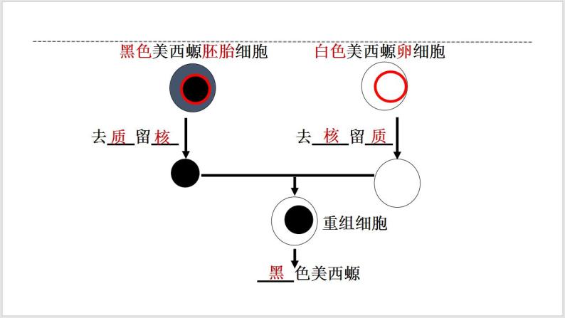 人教版2019必修一高中生物学3.3《细胞核的结构和功能》课件+同步分层练习05