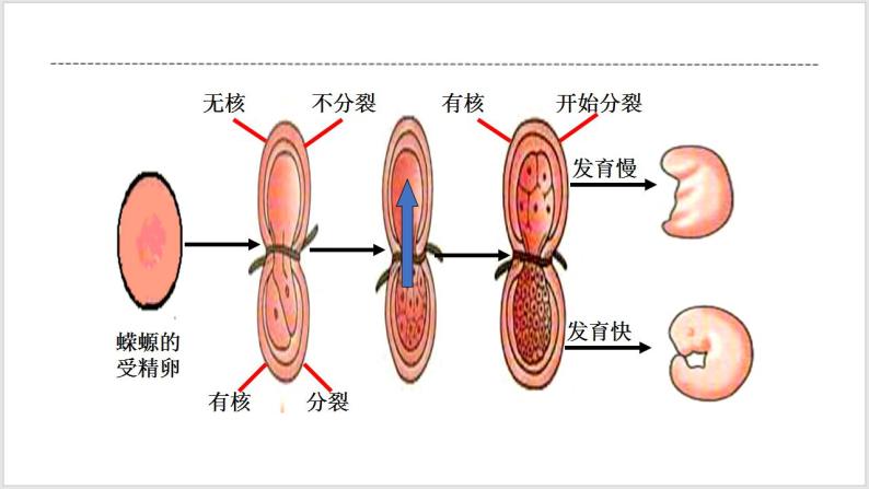 人教版2019必修一高中生物学3.3《细胞核的结构和功能》课件+同步分层练习07