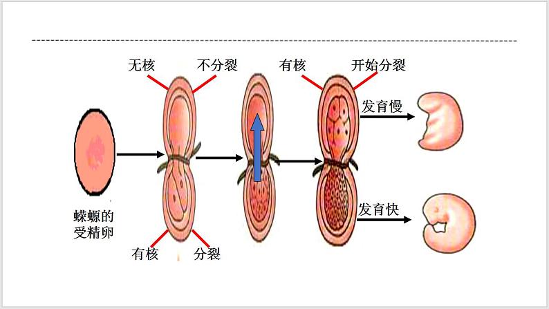 人教版2019必修一高中生物学3.3《细胞核的结构和功能》课件+同步分层练习07