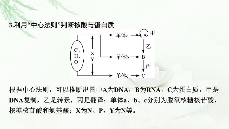 2024届高考生物一轮复习第一单元走近细胞组成细胞的分子热点专题1有机物的推断课件05