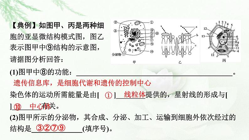 2024届高考生物一轮复习第二单元细胞的基本结构细胞的物质输入和输出热点专题3模式图类试题的解题方法课件第4页