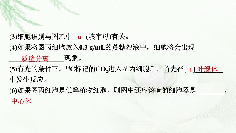 2024届高考生物一轮复习第二单元细胞的基本结构细胞的物质输入和输出热点专题3模式图类试题的解题方法课件第5页