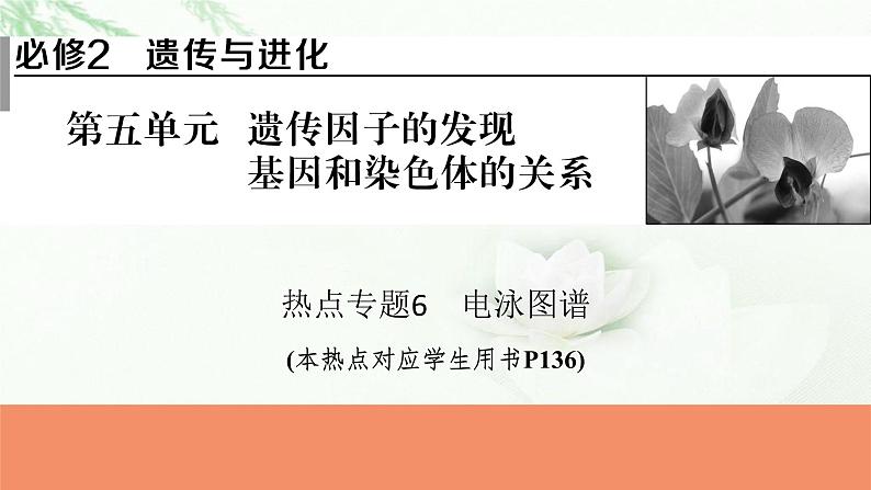 2024届高考生物一轮复习第五单元遗传因子的发现基因和染色体的关系热点专题6电泳图谱课件第1页