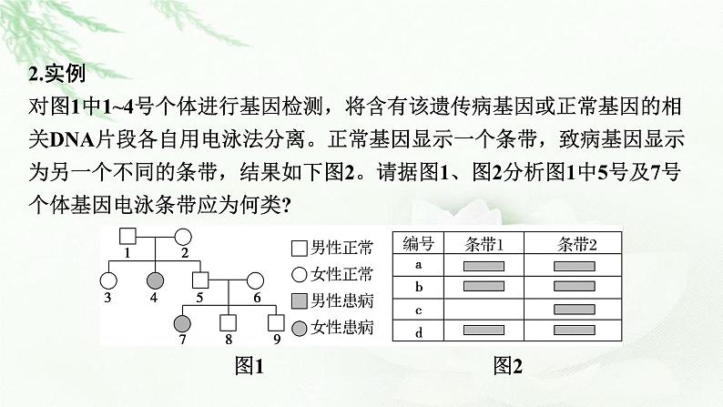 2024届高考生物一轮复习第五单元遗传因子的发现基因和染色体的关系热点专题6电泳图谱课件第3页