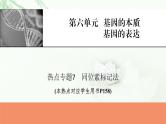 2024届高考生物一轮复习第六单元基因的本质基因的表达热点专题7同位素标记法课件