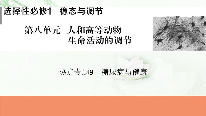 2024届高考生物一轮复习第八单元人和高等动物生命活动的调节热点专题9糖尿病与健康课件第1页