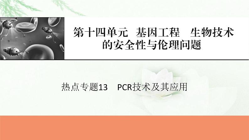 2024届高考生物一轮复习第十四章基因工程生物技术的安全性与伦理问题热点专题13PCR技术及其应用课件01