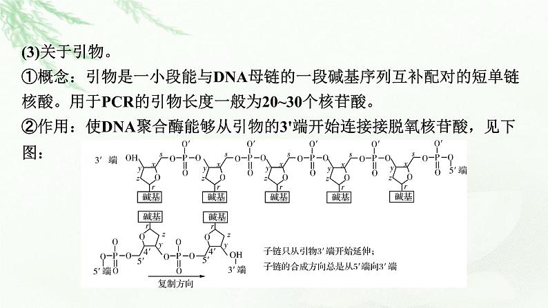 2024届高考生物一轮复习第十四章基因工程生物技术的安全性与伦理问题热点专题13PCR技术及其应用课件04