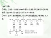 2024届高考生物一轮复习第十四章基因工程生物技术的安全性与伦理问题热点专题13PCR技术及其应用课件